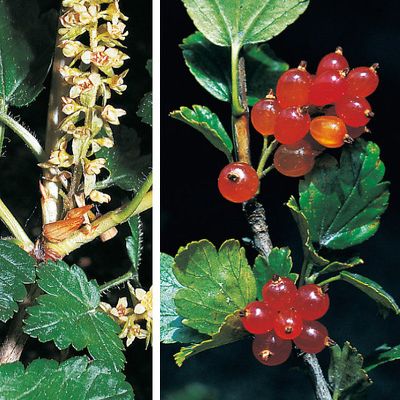 Ribes alpinum L., © 2022, Konrad Lauber – Flora Helvetica – Haupt Verlag