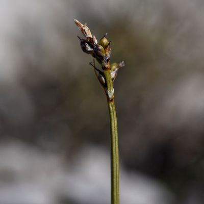 Carex glacialis Mack., © 2022, Philippe Juillerat – Mont-Cenis, Combe de Cléry