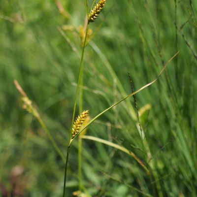 Carex punctata Gaudin, © Copyright 2018 Michael Jutzi
 – Arcegno TI