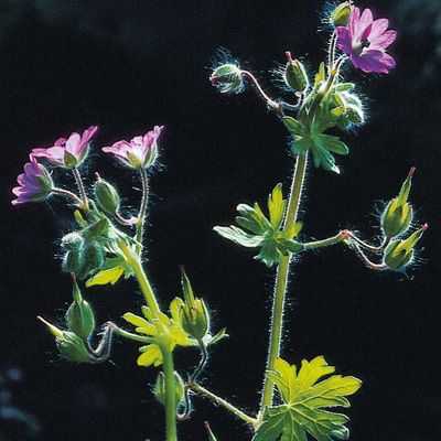 Geranium molle L., © 2022, Konrad Lauber – Flora Helvetica – Haupt Verlag