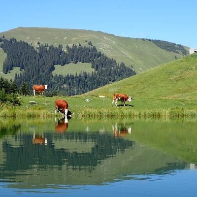 Nitella syncarpa (Thuill.) Chevall., © 2016, A. Boissezon – Nitella syncarpa colonise aussi les plans d’eau de stations d’altitude, ici au lac Nervaux à 1493 m (Corbeyrier, CH-Vd).