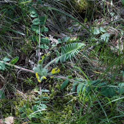 Astragalus exscapus L., 12 June 2017, Françoise Alsaker – Fabaceae