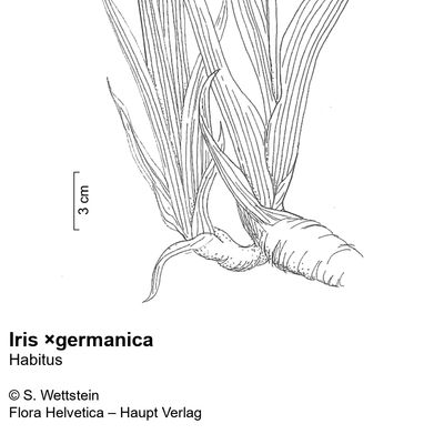 Iris ×germanica L., 10 November 2022, © 2022, Stefan Eggenberg – Flora Vegetativa - Haupt Verlag