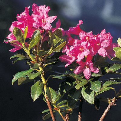 Rhododendron hirsutum L., © 2022, Konrad Lauber – Flora Helvetica – Haupt Verlag