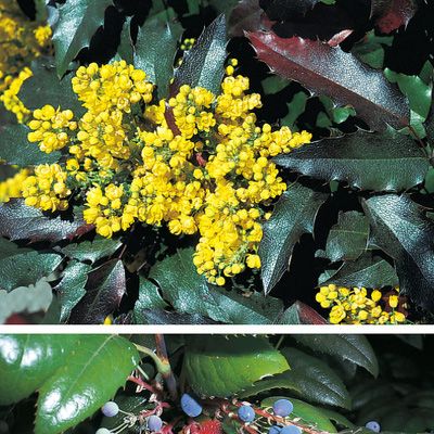 Mahonia aquifolium (Pursh) Nutt., © 2022, Konrad Lauber – Flora Helvetica – Haupt Verlag