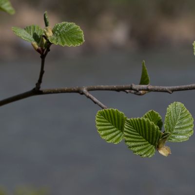 Alnus incana (L.) Moench, 25 April 2018, © Copyright Françoise Alsaker – Betulaceae Birkengewächse