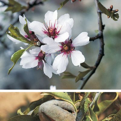 Prunus dulcis (Mill.) D. A. Webb, © 2022, Konrad Lauber – Flora Helvetica – Haupt Verlag