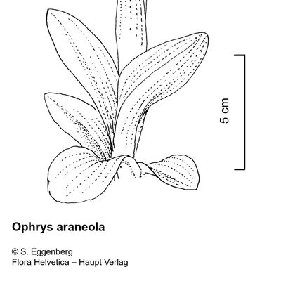 Ophrys araneola Rchb., 2 December 2022, © 2022, Stefan Eggenberg – Flora Vegetativa - Haupt Verlag
