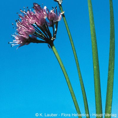 Allium lusitanicum Lam., © 2022, Konrad Lauber – Flora Helvetica – Haupt Verlag