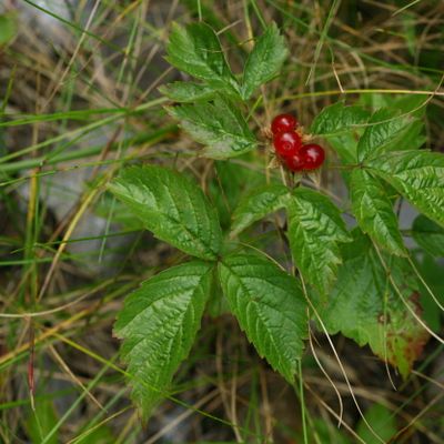 Rubus saxatilis L., © Copyright Christophe Bornand