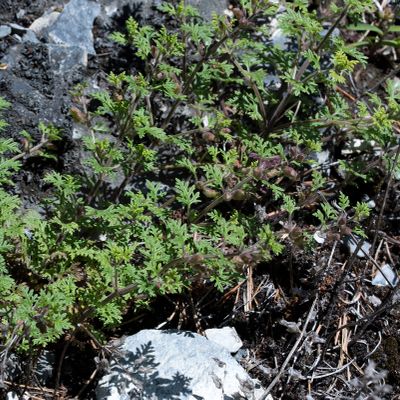 Teucrium botrys L., 7 June 2017, Françoise Alsaker – Lamiaceae