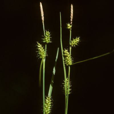 Carex hostiana DC., © Copyright Christophe Bornand