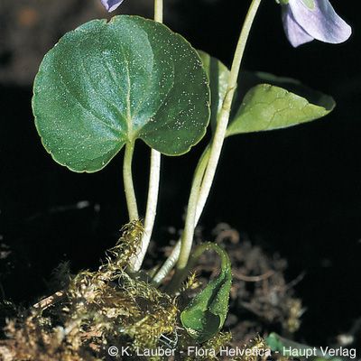 Viola palustris L., © 2022, Konrad Lauber – Flora Helvetica – Haupt Verlag