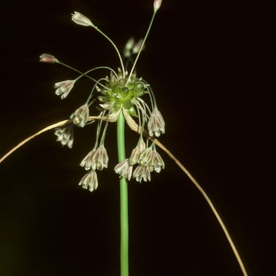 Allium oleraceum L., © Copyright Christophe Bornand