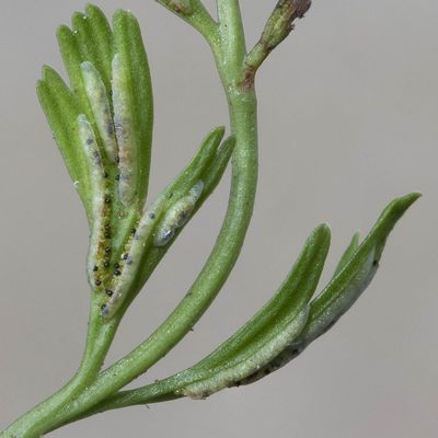 Asplenium ×alternifolium Wulfen, 19 May 2019, © Copyright Françoise Alsaker – Aspleniaceae