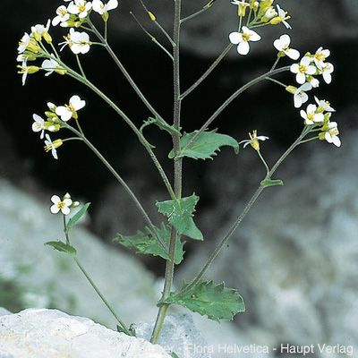 Arabis alpina L. subsp. alpina, © 2022, Konrad Lauber – Flora Helvetica – Haupt Verlag