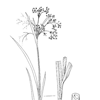 Scirpus sylvaticus L., 2 December 2022, © 2022, Sacha Wettstein – Flora Vegetativa - Haupt Verlag