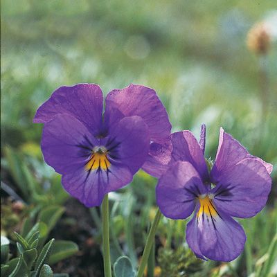 Viola calcarata L., © 2022, Konrad Lauber – Flora Helvetica – Haupt Verlag