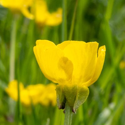 Ranunculus bulbosus L., 4 May 2021, © Copyright Françoise Alsaker