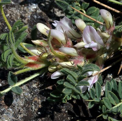 Astragalus sempervirens Lam., © 2022, Hugh Knott – Zermatt