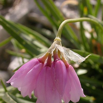 Allium narcissiflorum Vill., © 2009, Adrian Möhl – Mont Ventoux