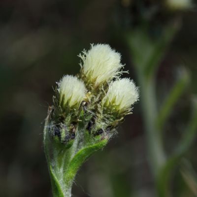 Antennaria carpatica (Wahlenb.) Bluff & Fingerh., © 2022, Hugh Knott – Zermatt