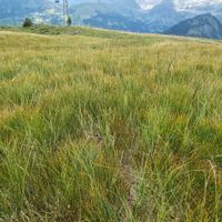 5/5 - © Copyright 2023 Patrice Prunier – VI.2.1.2.2 - Sphagno compacti-Trichophoretum, Leiterli CH-BE