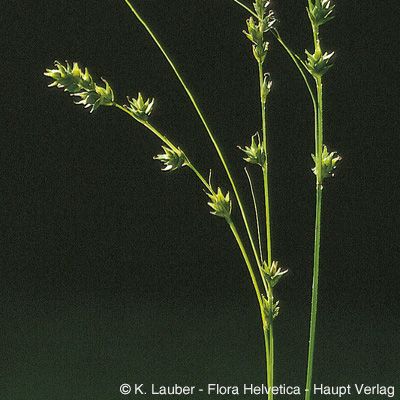 Carex divulsa Stokes, © 2022, Konrad Lauber – Flora Helvetica – Haupt Verlag