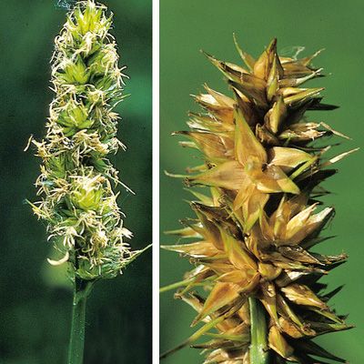 Carex otrubae Podp., © 2022, Konrad Lauber – Flora Helvetica – Haupt Verlag