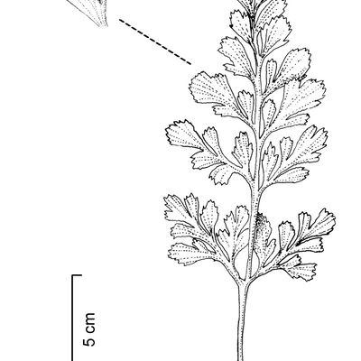 Asplenium cuneifolium Viv., 23 October 2022, © 2022, Stefan Eggenberg – Flora Vegetativa - Haupt Verlag