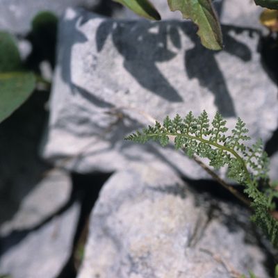 Cystopteris alpina (Lam.) Desv., 9 July 2003, © 2022, Philippe Juillerat – Chasseral