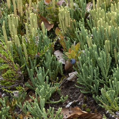 Diphasiastrum ×oellgaardii Stoor & al., 30 July 2019, © Copyright Françoise Alsaker