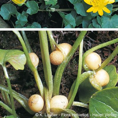 Ranunculus ficaria L., © 2022, Konrad Lauber – Flora Helvetica – Haupt Verlag