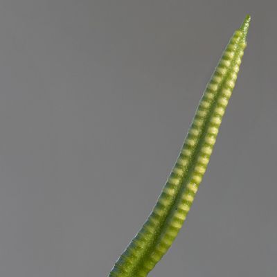 Ophioglossum vulgatum L., © Copyright Françoise Alsaker