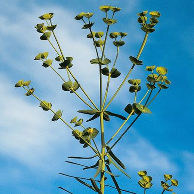 Euphorbia segetalis L., © 2022, Konrad Lauber – Flora Helvetica – Haupt Verlag
