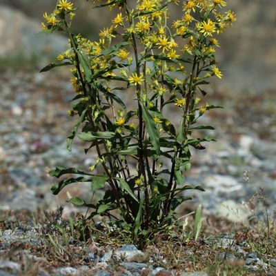 Solidago virgaurea subsp. minuta (L.) Arcang., © 2022, Hugh Knott – Zermatt