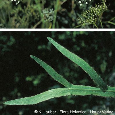 Falcaria vulgaris Bernh., © 2022, Konrad Lauber – Flora Helvetica – Haupt Verlag