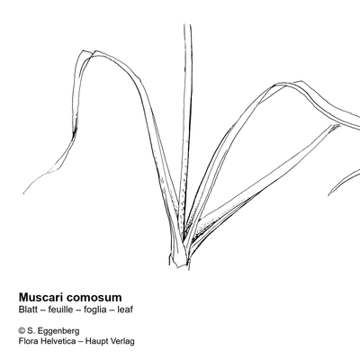 Muscari comosum (L.) Mill., © 2022, Stefan Eggenberg – Flora Helvetica – Haupt Verlag