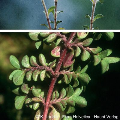 Thymus praecox Opiz subsp. praecox, © 2022, Konrad Lauber – Flora Helvetica – Haupt Verlag