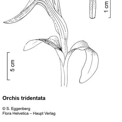 Orchis tridentata Scop., 2 December 2022, © 2022, Stefan Eggenberg – Flora Vegetativa - Haupt Verlag