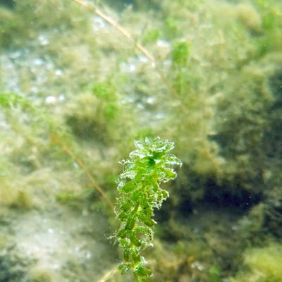 Hydrilla verticillata (L. f.) Royle, 16 July 2024, © Copyright 2024 Helena Burch