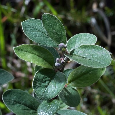 Cotoneaster tomentosus Lindl., 17 June 2016, © Copyright Françoise Alsaker – Rosaceae