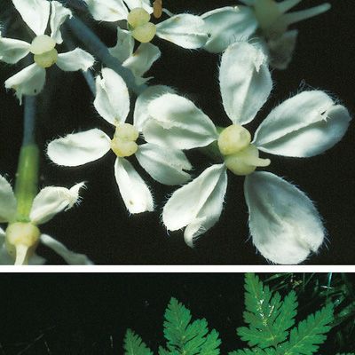 Chaerophyllum villarsii W. D. J. Koch, © 2022, Konrad Lauber – Flora Helvetica – Haupt Verlag