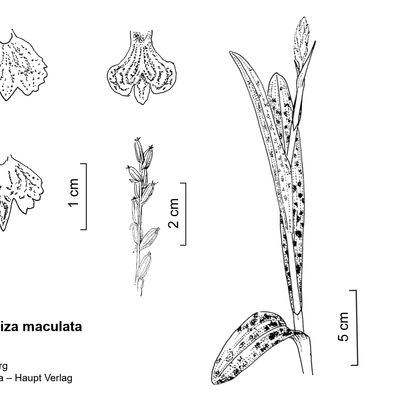 Dactylorhiza maculata (L.) Soó, 2 December 2022, © 2022, Stefan Eggenberg – Flora Vegetativa - Haupt Verlag