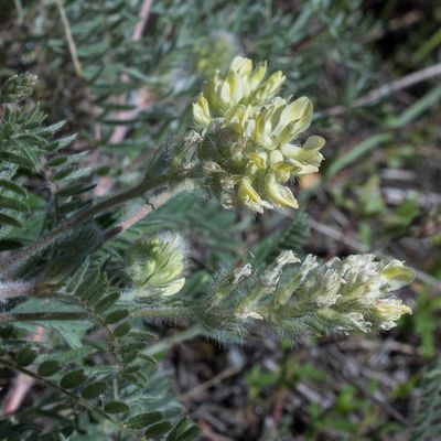 Oxytropis pilosa (L.) DC., 8 June 2017, Françoise Alsaker – Fabaceae