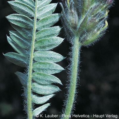 Oxytropis halleri subsp. velutina (Schur) O. Schwarz, © 2022, Konrad Lauber – Flora Helvetica – Haupt Verlag