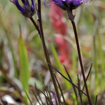 Phyteuma hemisphaericum L., © 2022, Hugh Knott – Zermatt