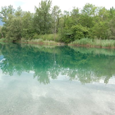 Nitella tenuissima (Desv.) Kütz., © 2011, A. Boissezon – Cet étang de l'Etournel, alimenté par la nappe du Rhône abrite une importante population de Nitella tenuissima (Pougny, F-01).