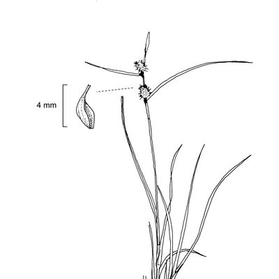 Carex lepidocarpa Tausch, 7 January 2021, © 2022, Stefan Eggenberg – Flora Vegetativa - Haupt Verlag