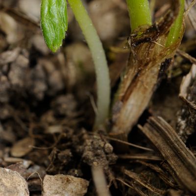 Ranunculus carinthiacus Hoppe, © 2022, Philippe Juillerat – Creux-du-Van